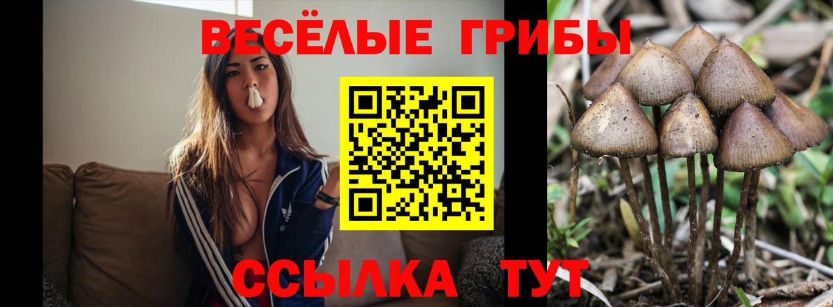 Галлюциногенные грибы ЛСД  Вход с VPN  наркота  Знаменск  Псилоцибиновые грибы мицелий 
